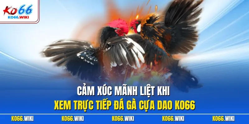 Cảm xúc mãnh liệt khi xem trực tiếp đá gà cựa dao KO66