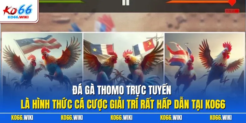 Đá gà Thomo trực tuyến là hình thức cá cược giải trí rất hấp dẫn tại KO66