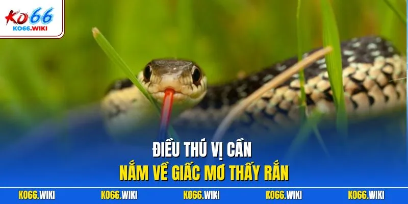 Điều thú vị cần nắm về giấc mơ thấy rắn