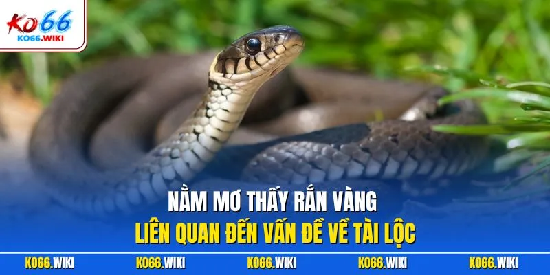 Nằm mơ thấy rắn vàng liên quan đến vấn đề về tài lộc