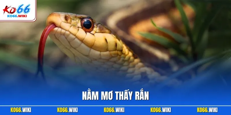 Nằm mơ thấy rắn