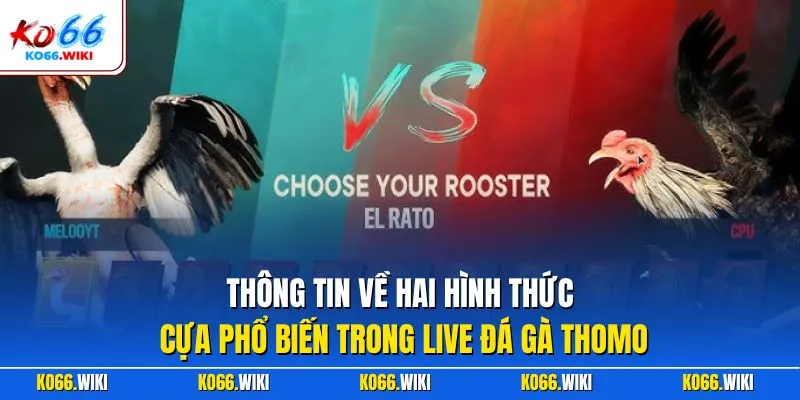Thông tin về hai hình thức cựa phổ biến trong Live đá gà Thomo
