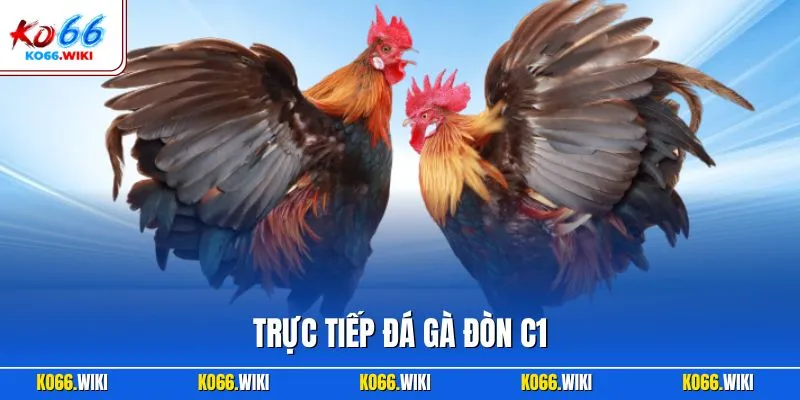 Trực tiếp đá gà đòn C1